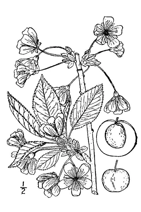 sour cherry (Prunus cerasus), botanical illustration