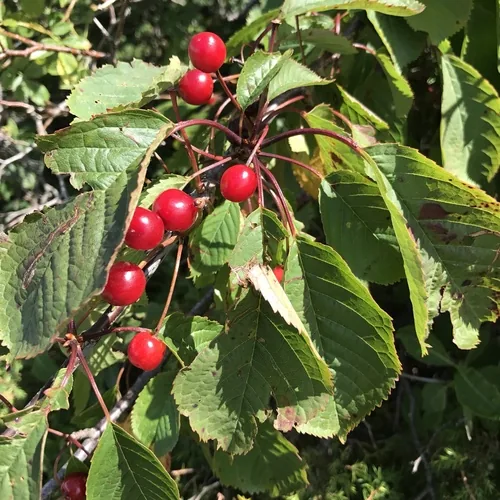 Cherry, photograph