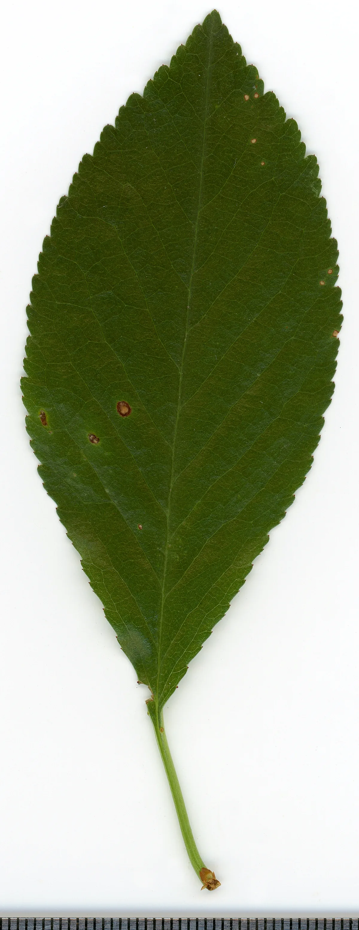 sour cherry (Prunus cerasus), photograph