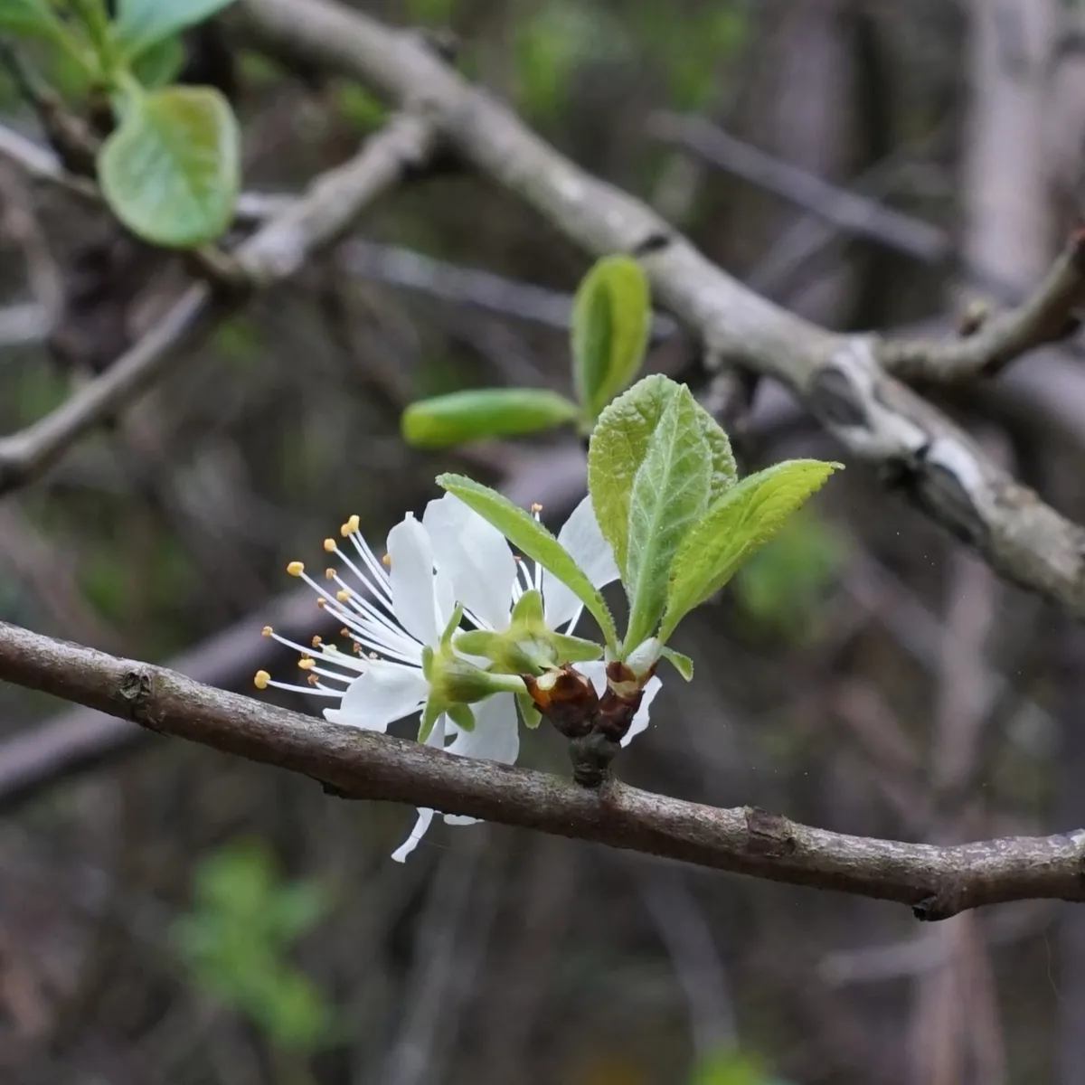 Plum (Prunus domestica), photograph