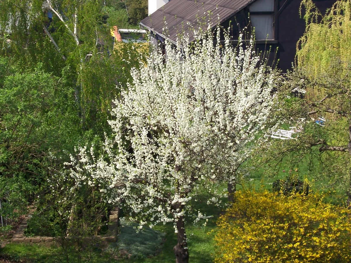 Plum (Prunus domestica), photograph
