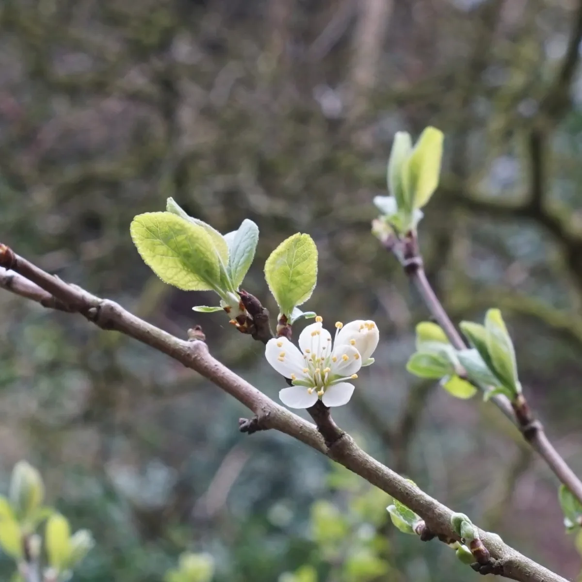 Plum (Prunus domestica), photograph