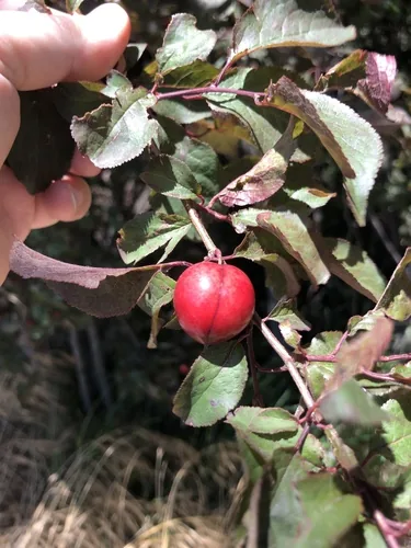 Photo: (c) Nathan Odgers, some rights reserved (CC BY) · cc-by · via iNaturalist Plum (Prunus domestica), photograph