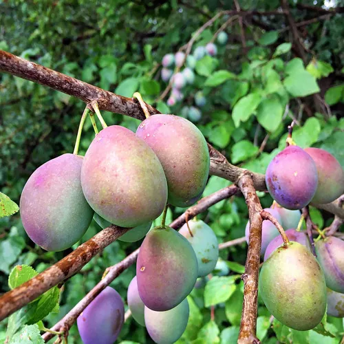Photo: (c) Kai Löhr, some rights reserved · CC BY · via iNaturalist plum (Prunus domestica), photograph