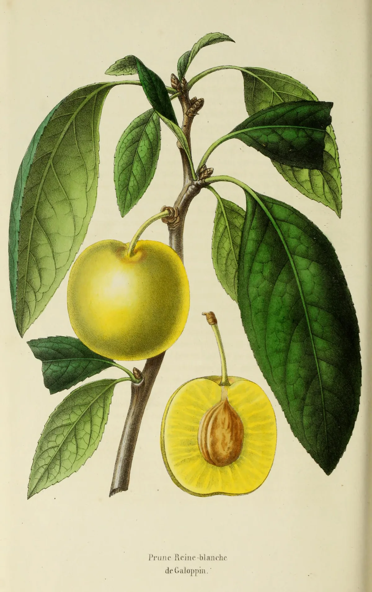 Plum (Prunus domestica), botanical illustration