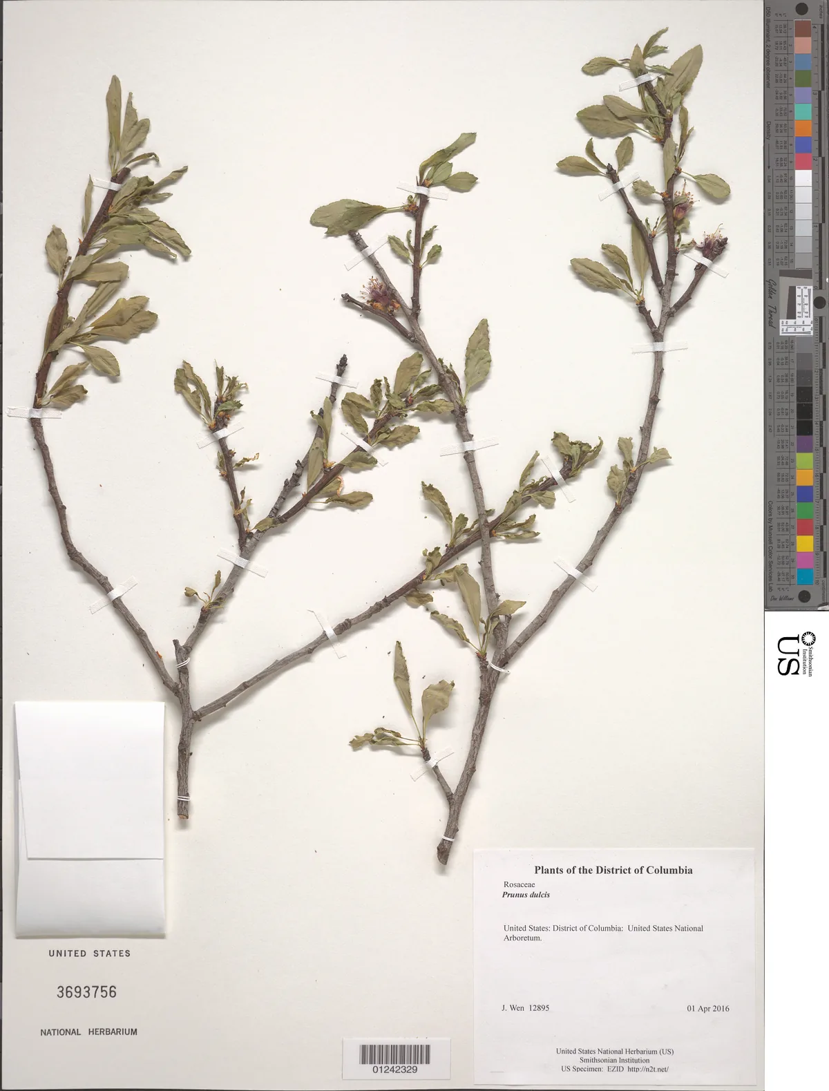 almond (Prunus dulcis), photograph