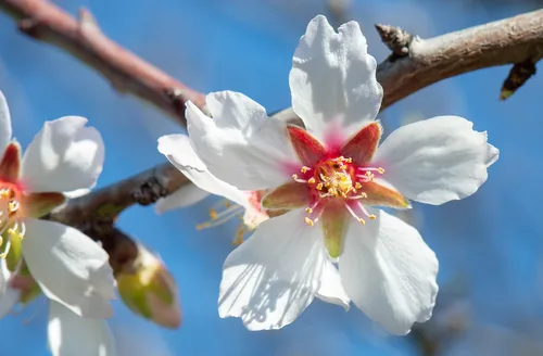 Photo: no rights reserved · cc0 · via iNaturalist almond (Prunus dulcis), photograph