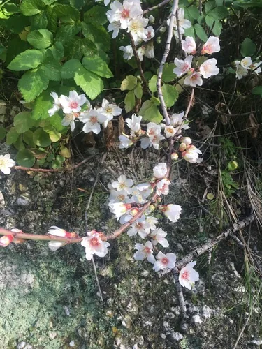 almond (Prunus dulcis), photograph