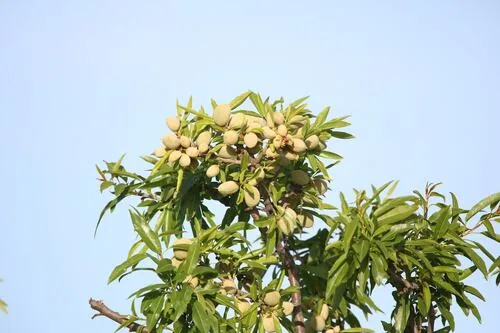 Photo: (c) Mourad Harzallah, some rights reserved (CC BY) · cc-by · via iNaturalist Almond, photograph