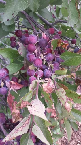 Photo: (c) Tom Norton, some rights reserved · CC BY · via iNaturalist beach plum (Prunus maritima), photograph