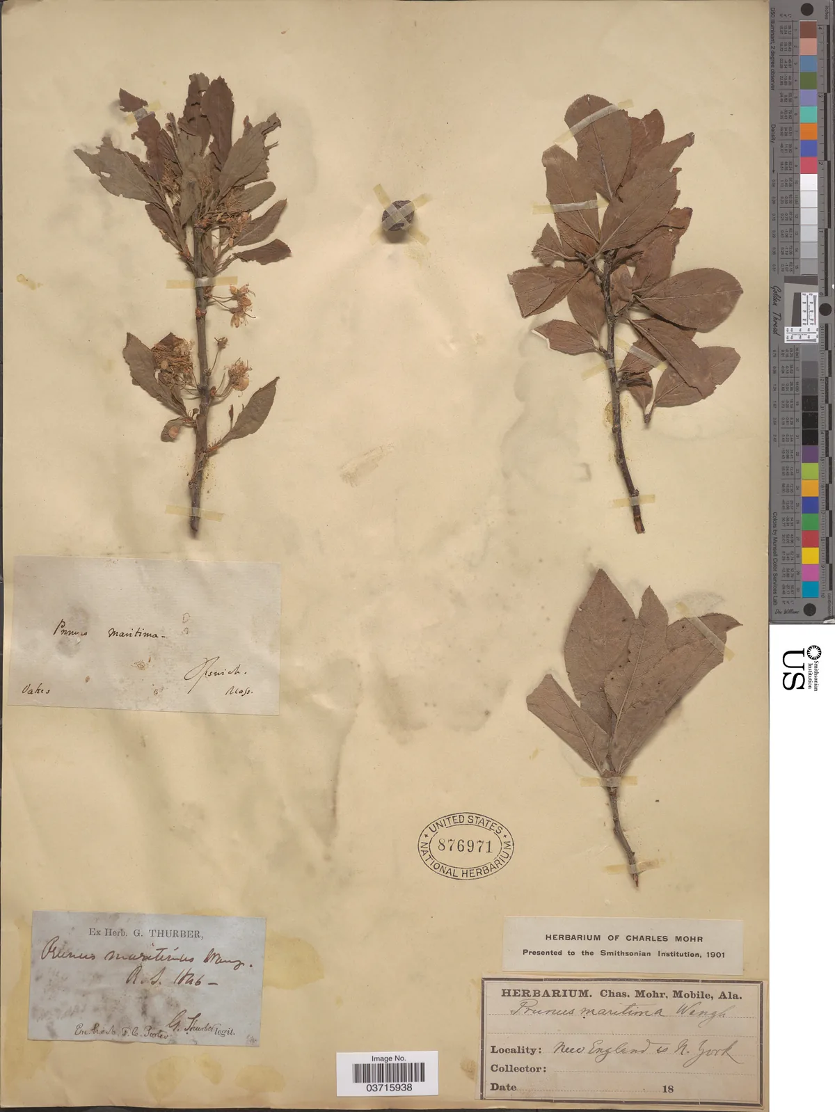 Beach Plum (Prunus maritima), photograph