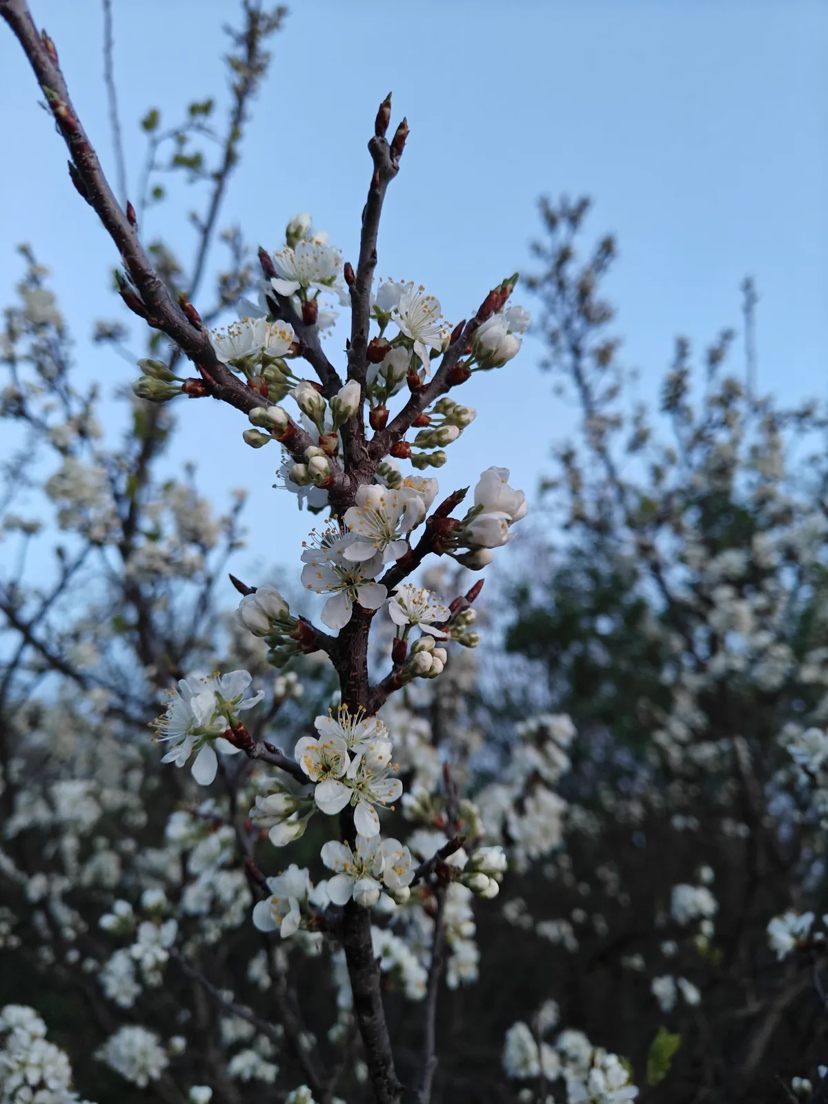 Beach Plum (Prunus maritima), photograph