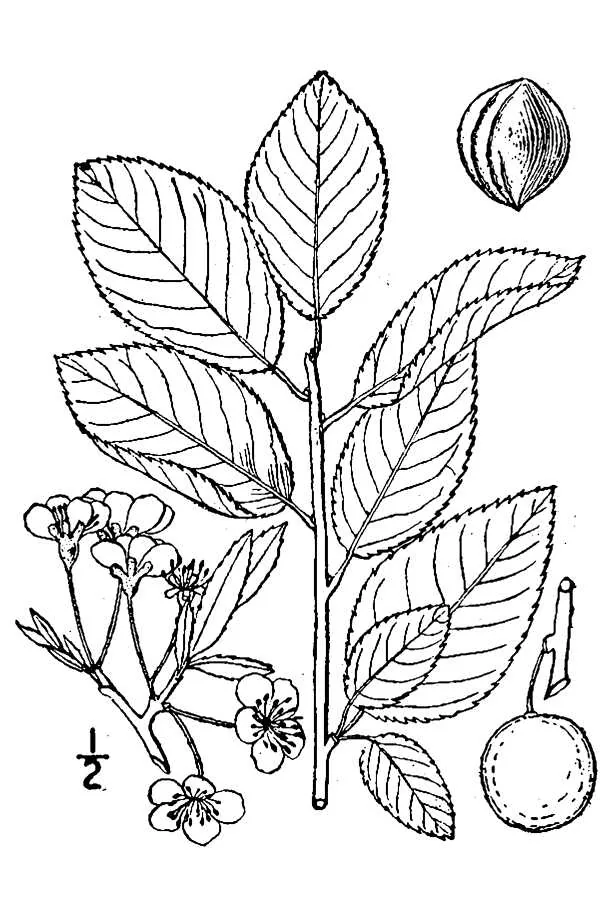 Beach Plum (Prunus maritima), botanical illustration