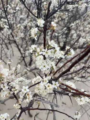Photo: (c) Jacob Malcom, some rights reserved (CC BY-SA) · cc-by-sa · via iNaturalist Beach Plum (Prunus maritima), photograph