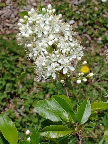 Photo: (c) Tom Norton, some rights reserved · CC BY · via iNaturalist pin cherry (Prunus pensylvanica), photograph