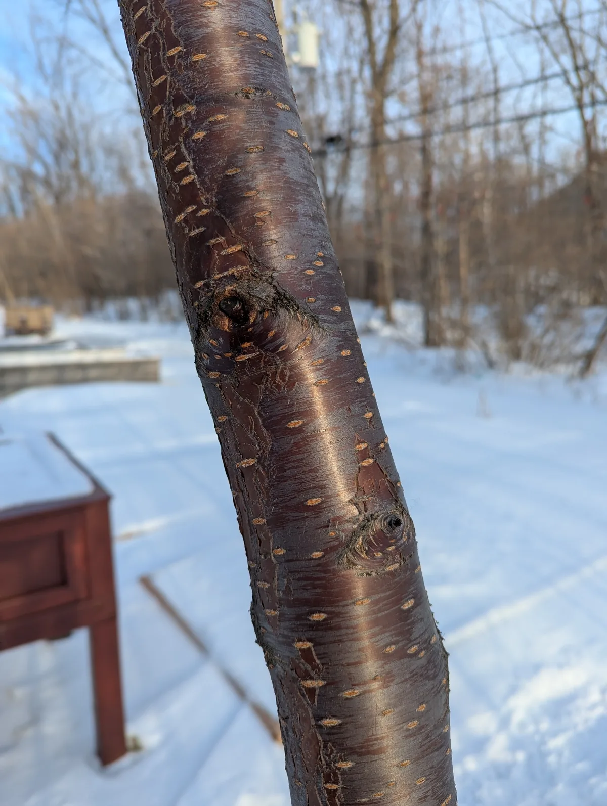 Pin Cherry (Prunus pensylvanica), photograph
