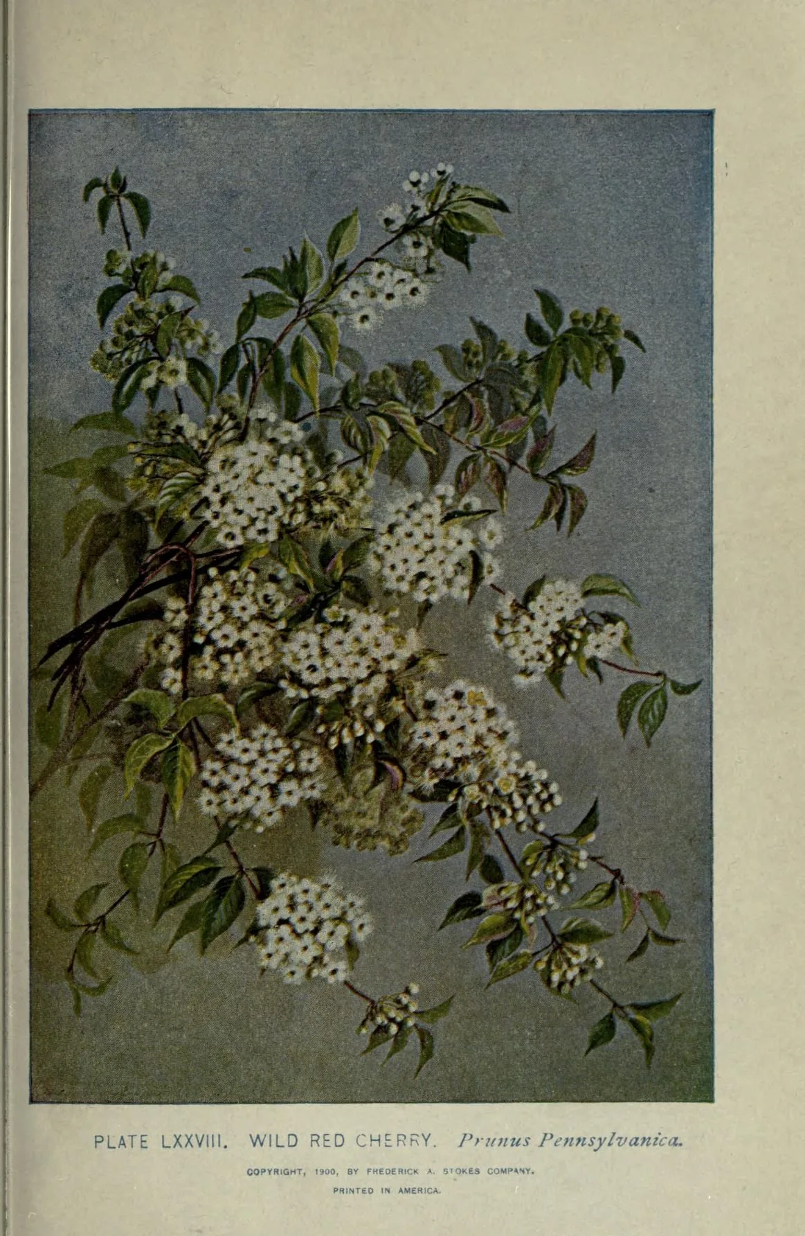 Pin Cherry (Prunus pensylvanica), botanical illustration