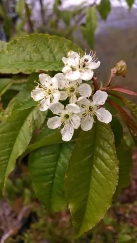 Pin Cherry (Prunus pensylvanica), photograph