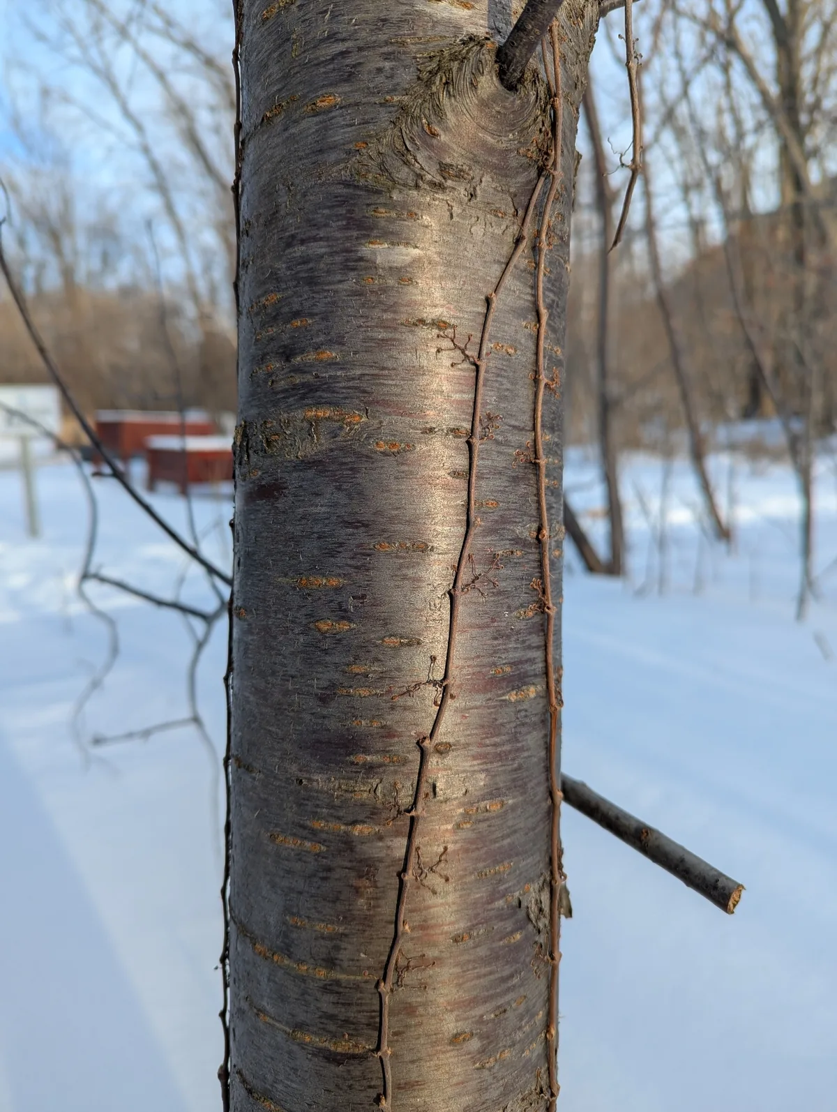 Pin Cherry (Prunus pensylvanica), photograph