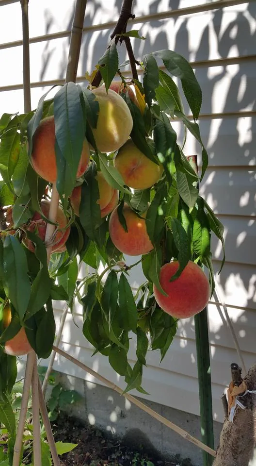 Photo: terri_bateman · CC BY 2.0 · via Wikimedia Commons nectarine (Prunus persica var. nucipersica), photograph