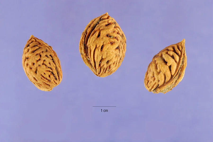 peach (Prunus persica), photograph