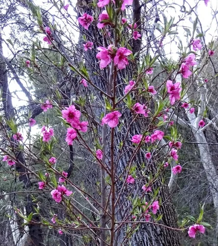 peach (Prunus persica), photograph