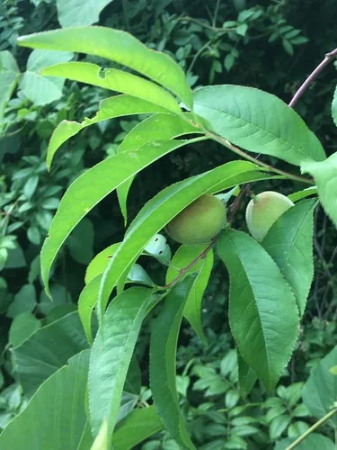 peach (Prunus persica), photograph