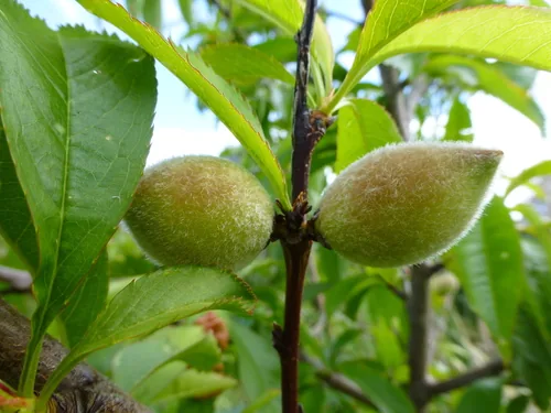 Photo: (c) Murray NZ, some rights reserved (CC BY) · cc-by · via iNaturalist Peach, photograph