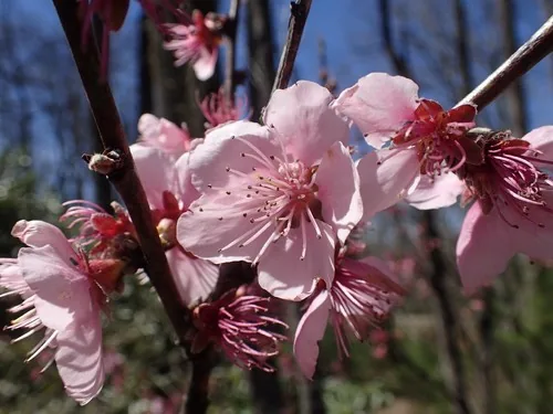 peach (Prunus persica), photograph
