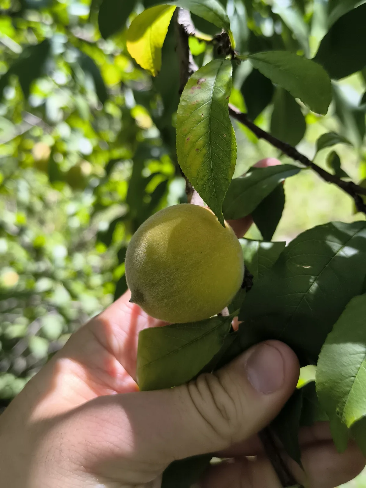 peach (Prunus persica), photograph