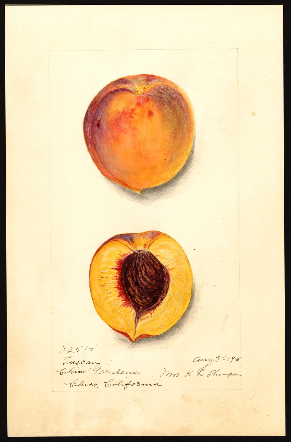 Nectarine (Prunus persica var. nucipersica), botanical illustration