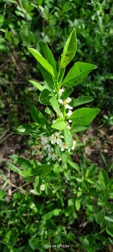 Sand Cherry (Prunus pumila), photograph