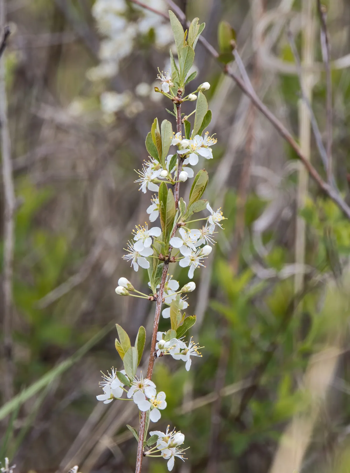 Sand Cherry (Prunus pumila), photograph