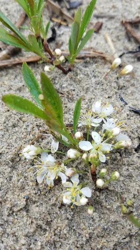 Sand Cherry (Prunus pumila), photograph