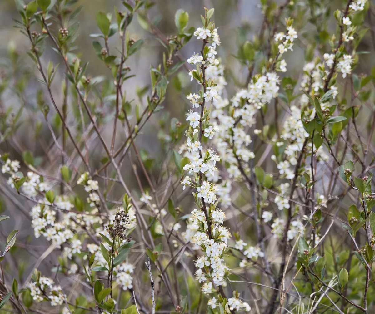 Sand Cherry (Prunus pumila), photograph