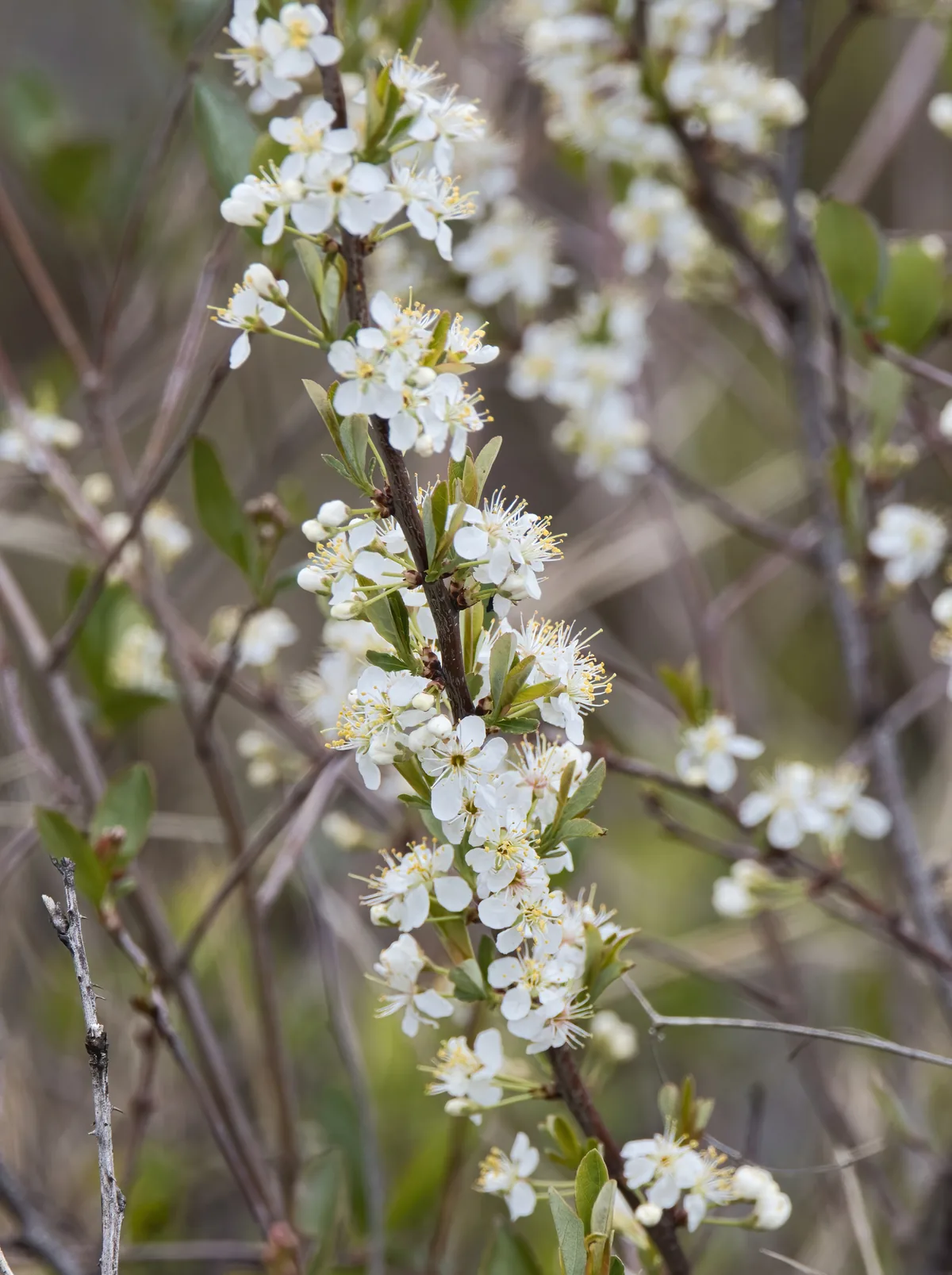 Sand Cherry (Prunus pumila), photograph