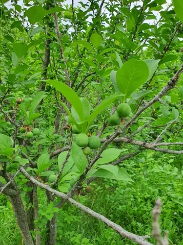 Photo: (c) Urgamal Magsar, some rights reserved (CC BY) · cc-by · via iNaturalist Japanese Plum (Prunus salicina), photograph