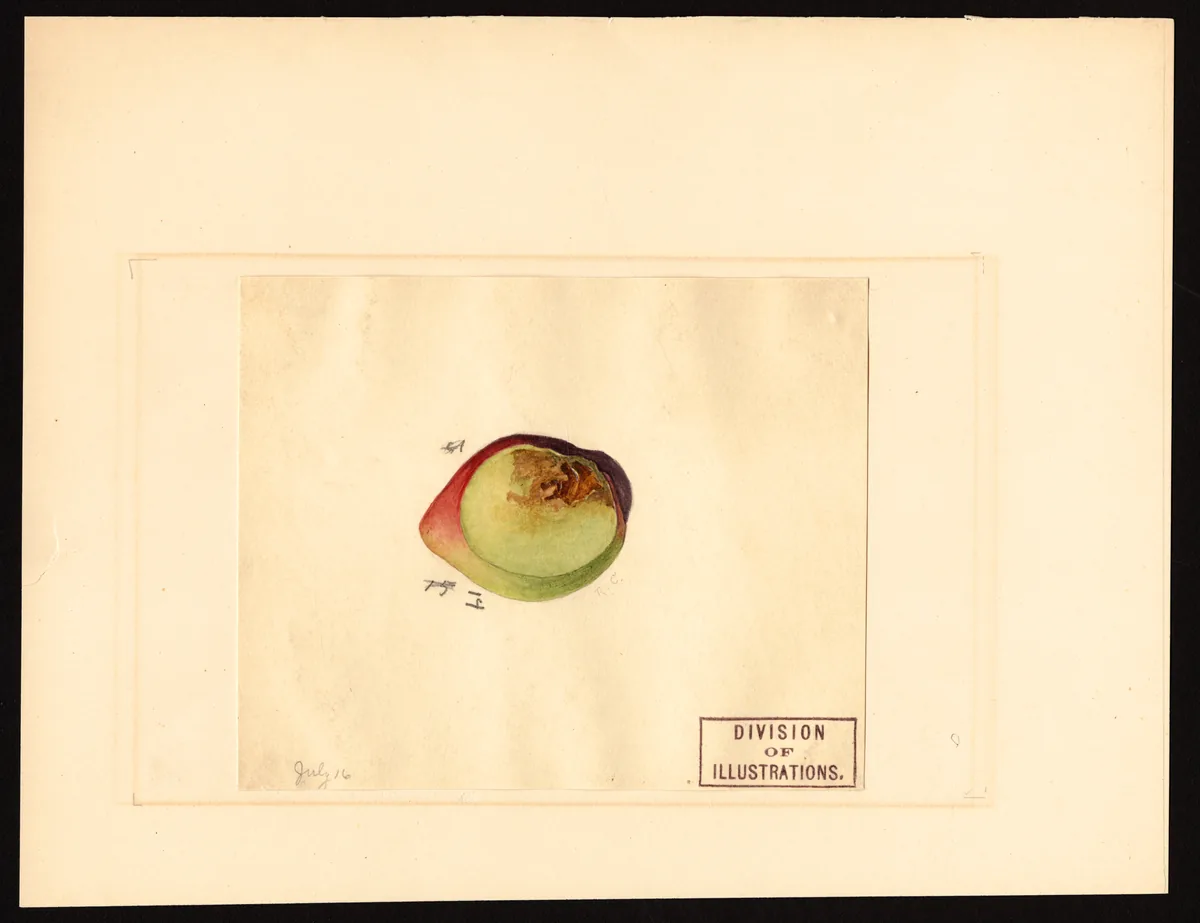 Japanese Plum (Prunus salicina), botanical illustration