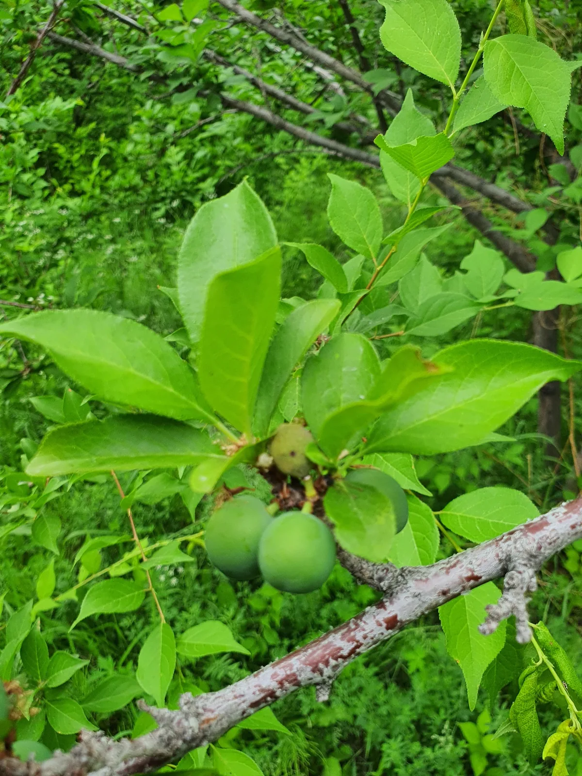 Photo: Urgamal Magsar, via iNaturalist · CC BY · via GBIF Japanese plum (Prunus salicina), photograph