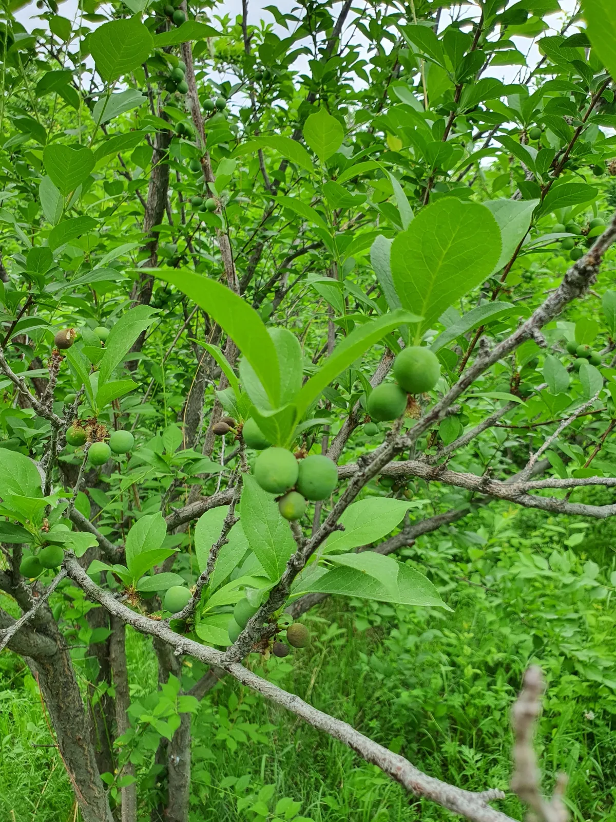 Japanese Plum (Prunus salicina), photograph