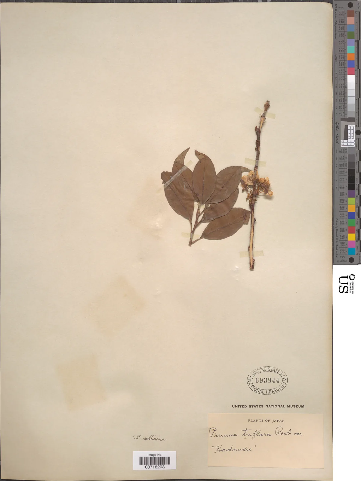 Japanese Plum (Prunus salicina), photograph