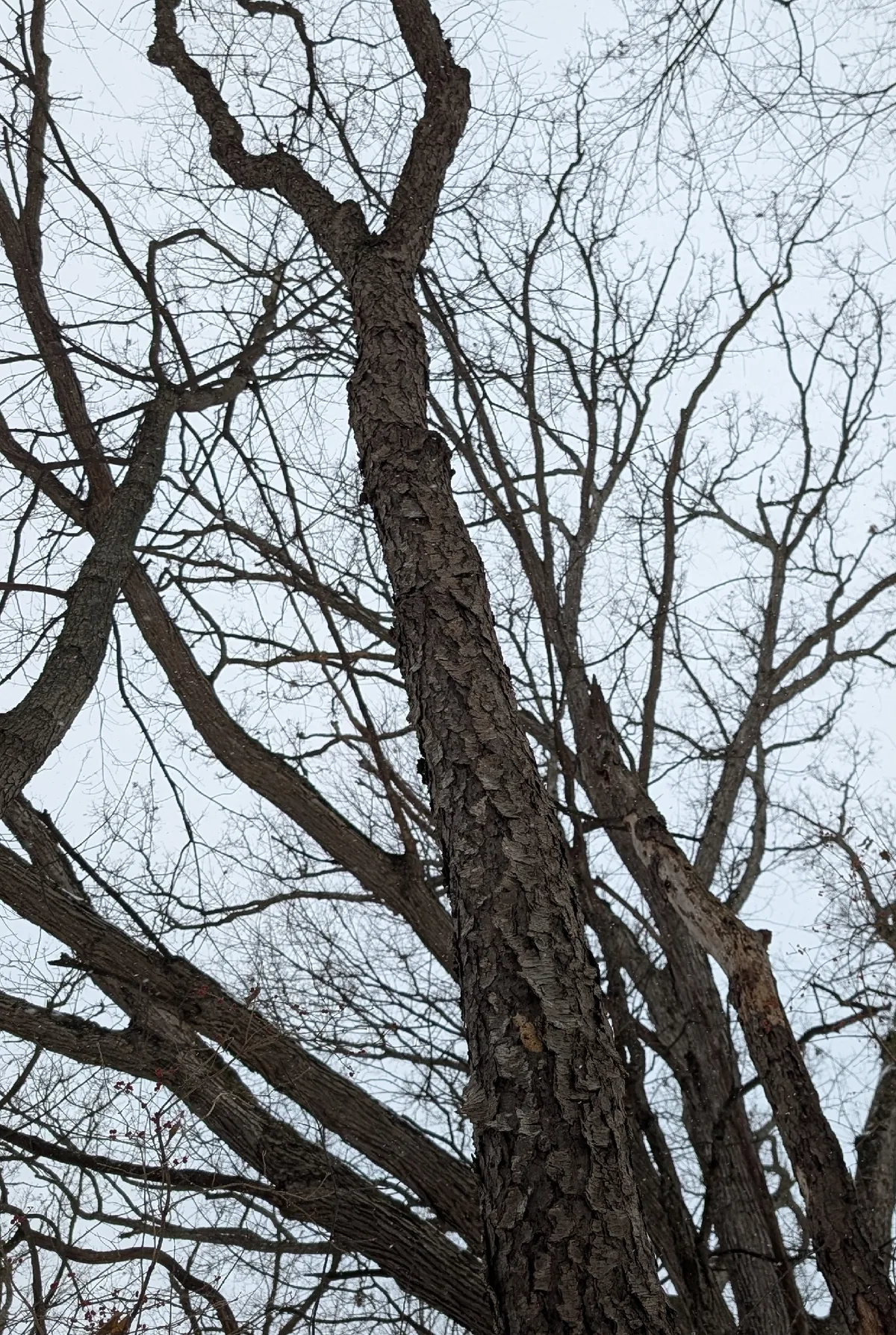 Black Cherry (Prunus serotina), photograph