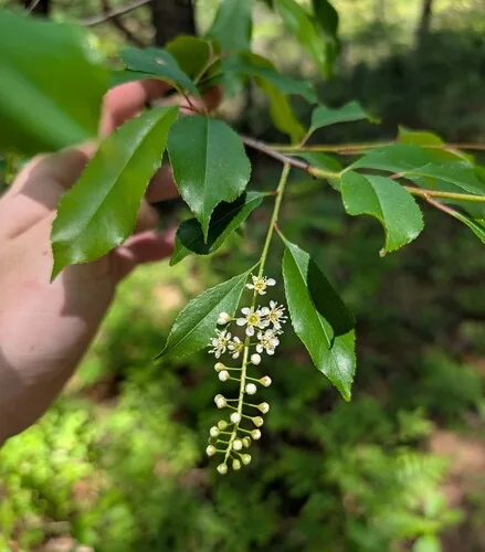 Black Cherry (Prunus serotina), photograph