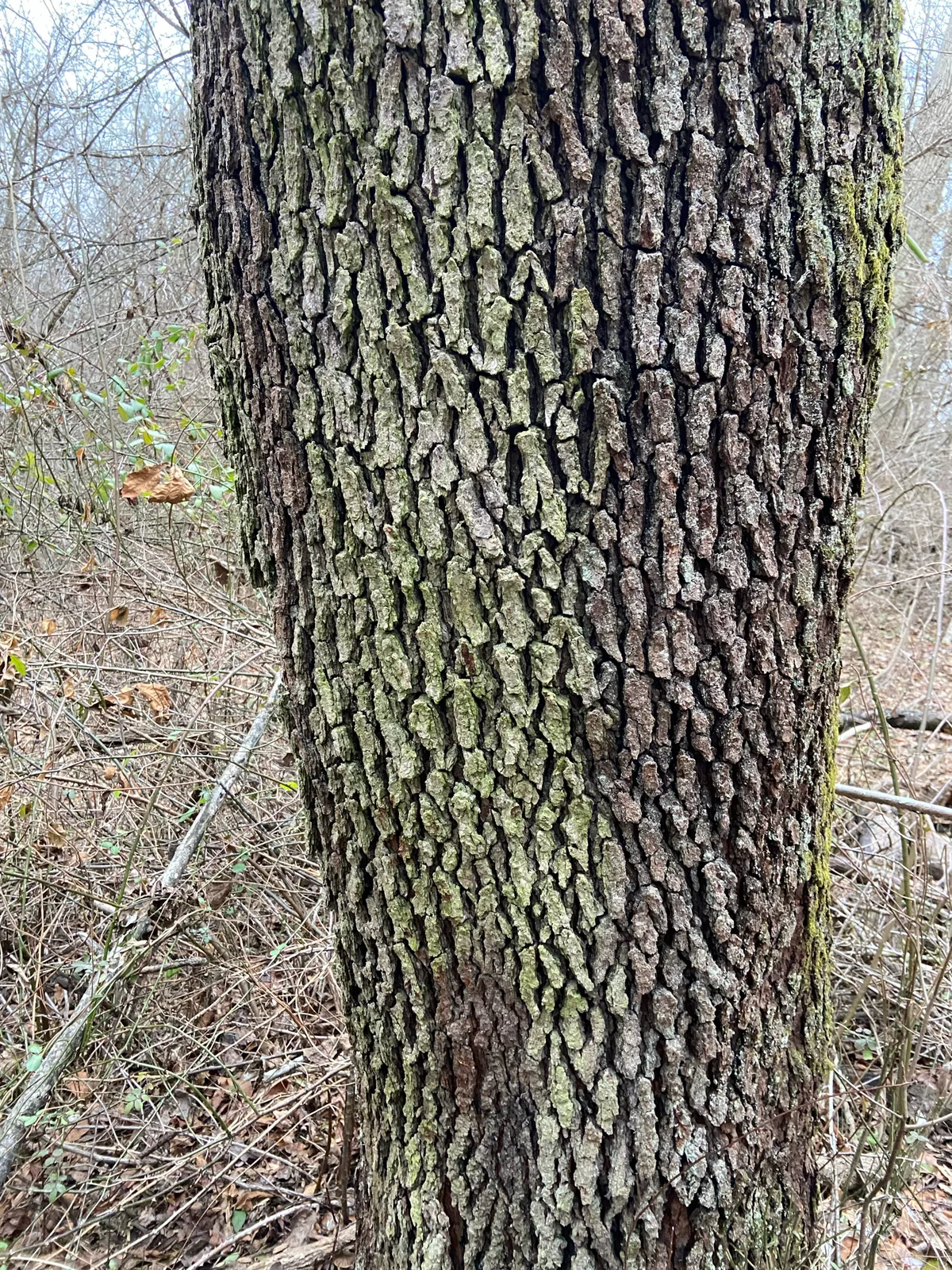 Black Cherry (Prunus serotina), photograph