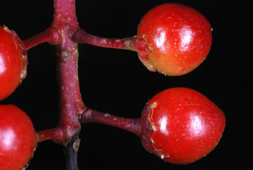 Black Cherry (Prunus serotina), photograph