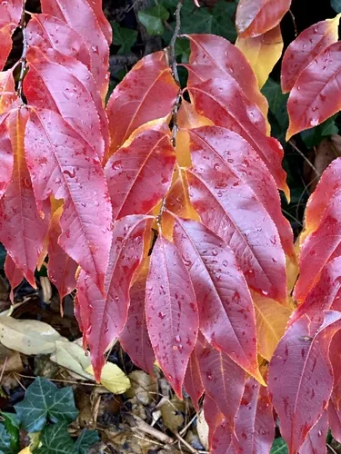 Photo: (c) Sandy Wolkenberg, some rights reserved · CC BY · via iNaturalist black cherry (Prunus serotina), photograph