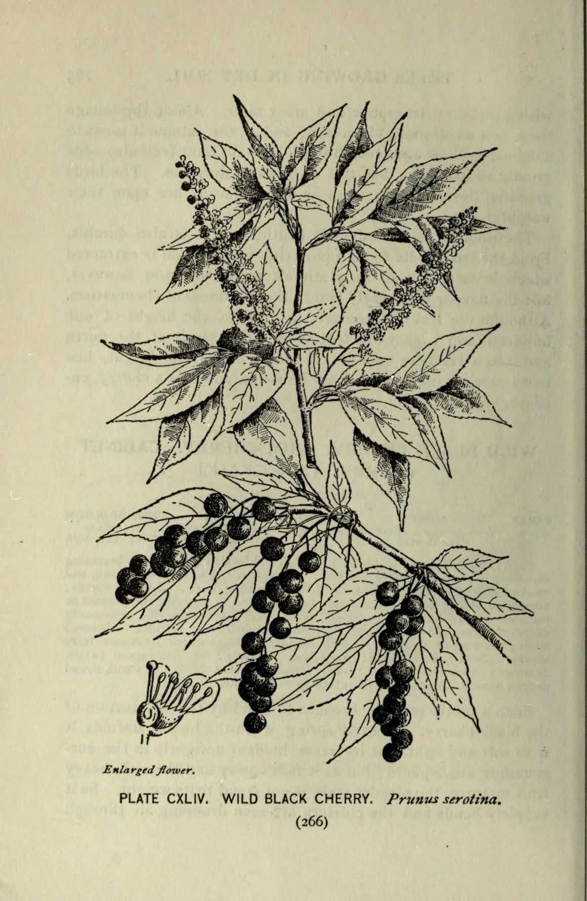 Black Cherry (Prunus serotina), botanical illustration