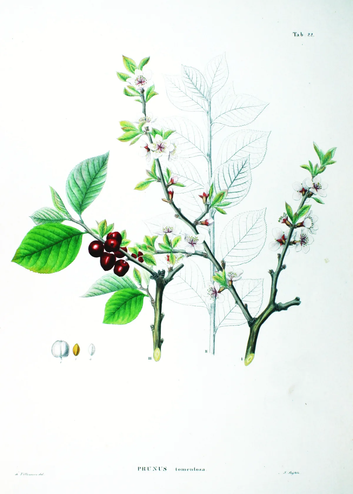 Nanking cherry (Prunus tomentosa), botanical illustration