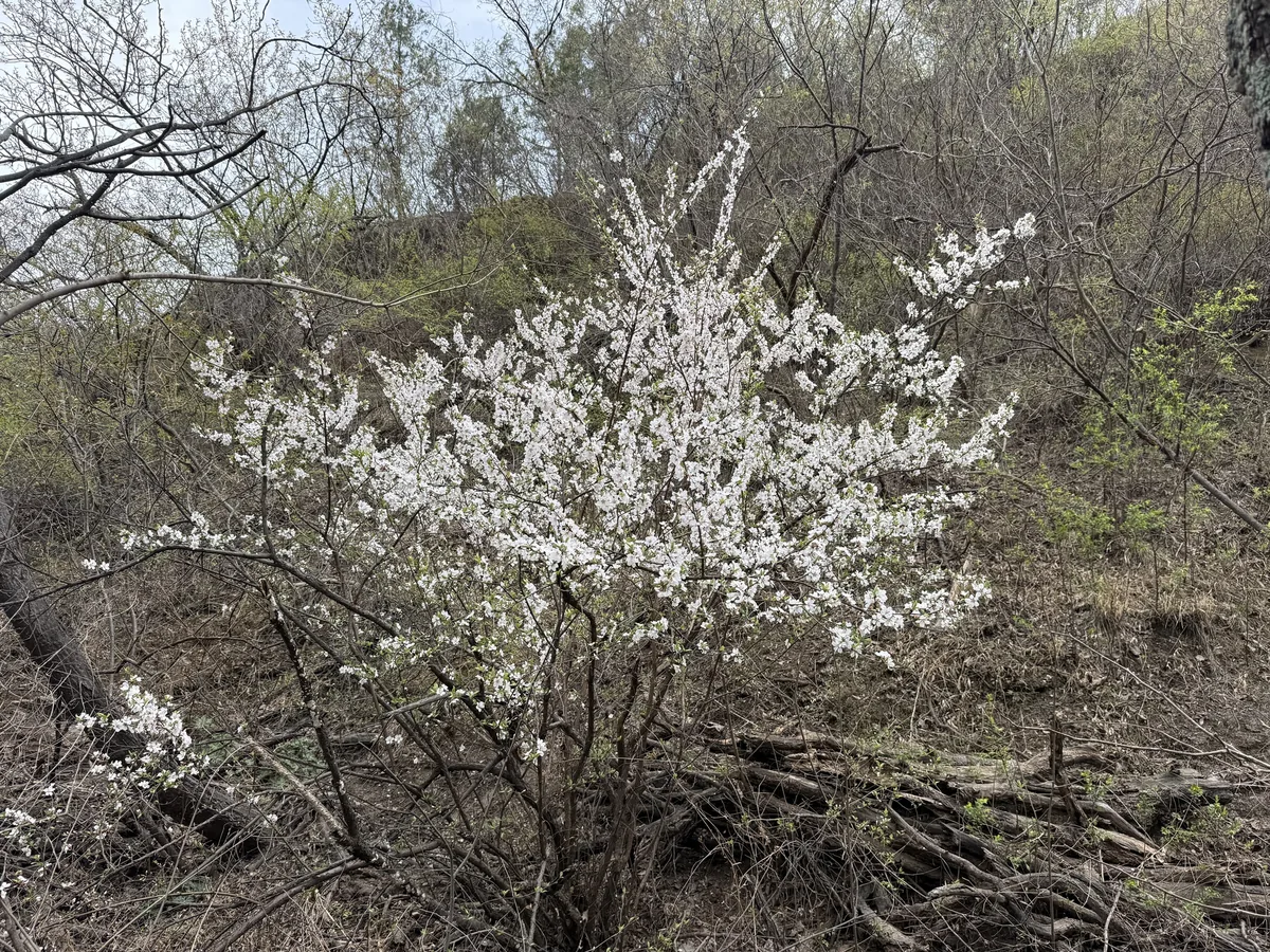 Nanking cherry (Prunus tomentosa), photograph