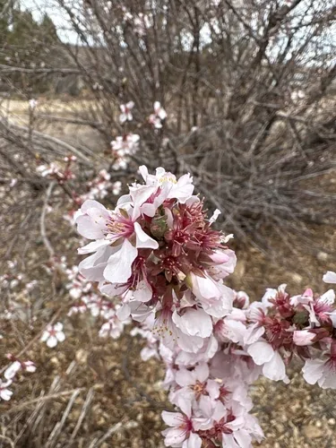 Photo: (c) Archer Silverman, some rights reserved · CC BY · via iNaturalist Nanking cherry (Prunus tomentosa), photograph